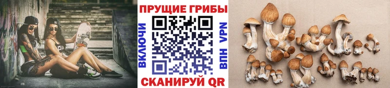 Псилоцибиновые грибы Cubensis  где можно купить наркотик  mega tor  Красновишерск 